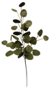 Tige peperomioides
