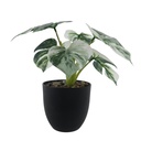 Fleur pot noir monstera blanc