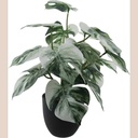 Fleur pot noir monstera blanc moyen