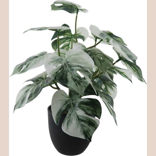 Fleur pot noir monstera blanc moyen