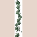 Fleur liane monstera blanc et racines