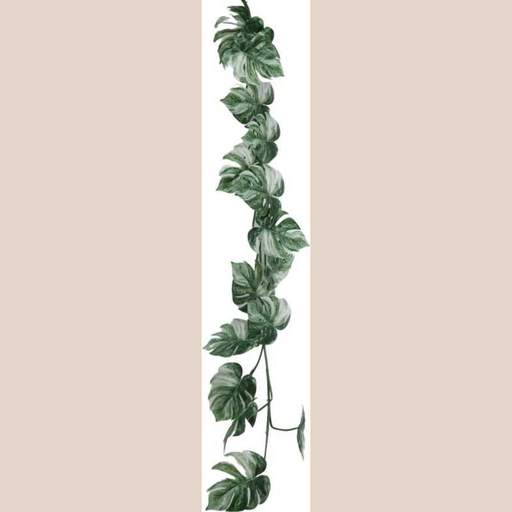 Fleur liane monstera blanc et racines
