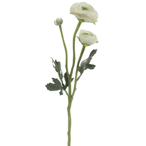 Fleur tige deux renoncules blanc