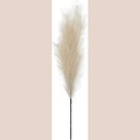 Pampas blanc h100cm