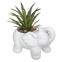 Plante éléphant blanc h22 modèle 5