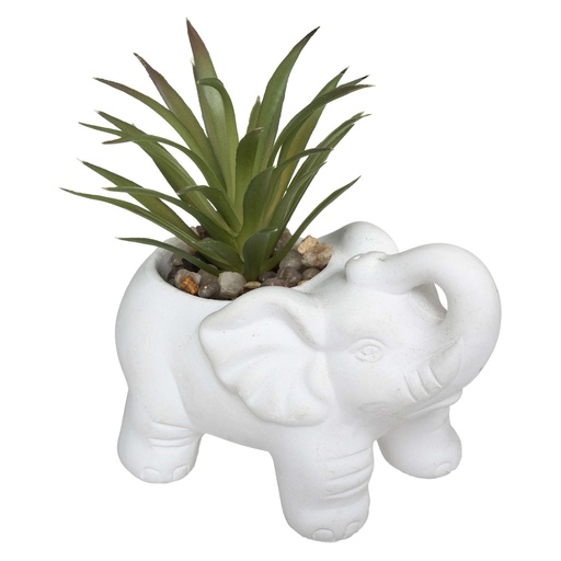 Plante éléphant blanc h22 modèle 5