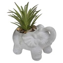 Plante éléphant gris h22 modèle 6