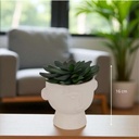 Plante g cim dusty h22 blanc