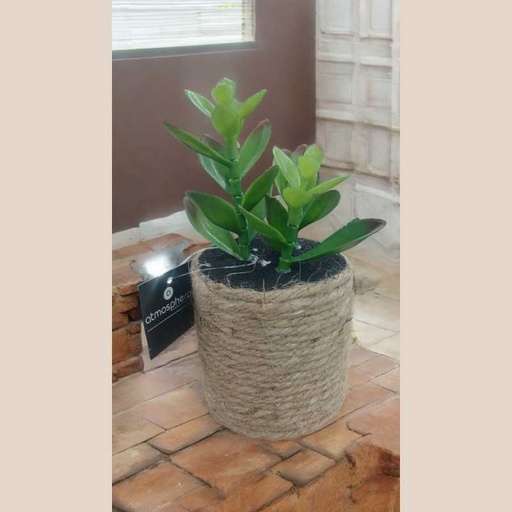 Plante g pot nat 1