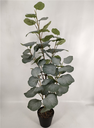 Plante Eucalyptus - 637