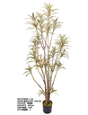 Plante 202 cm - 590