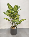 Plante Evergreen - 545
