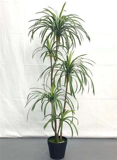 Plante Sago cycad - 460