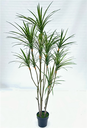 Plante Sago cycad - 422