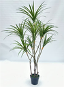 Plante Sago cycad - 415