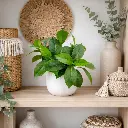 Plante artificielle en pot Gwen