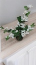 Bougainvilliers h76 blanc