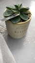 Cactus céramique botanique beige h14